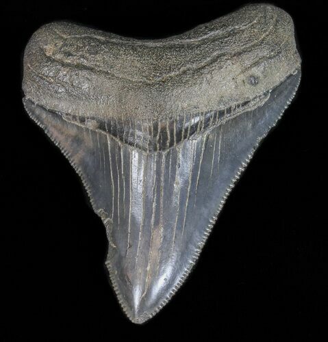 Serrated, Megalodon Tooth - South Carolina #39985